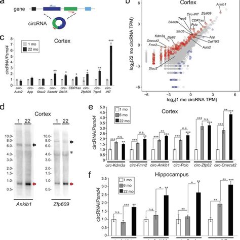 Rnase R Validation Of Circrna Annotations A Rt Qpcr Experiments Show