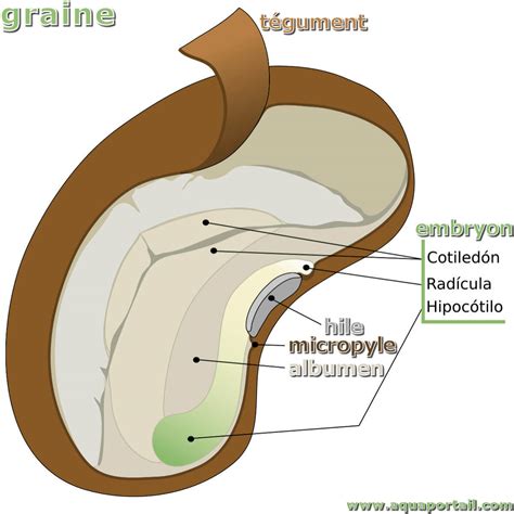 Hile : définition et explications