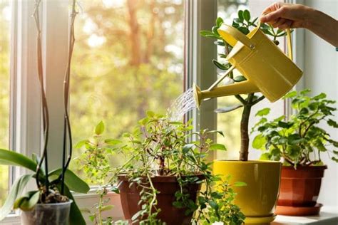 Consejos Para El Cuidado De Plantas De Interior Durante El Verano