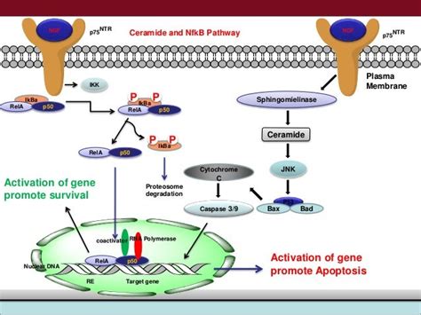 Nerve Growth Factor Ngf Signalling Pathways