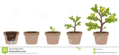 Plant Grow Clipart 10 Free Cliparts Download Images On Clipground 2024