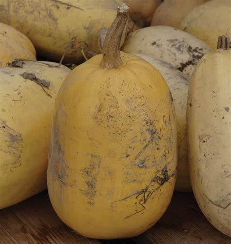 Vegetable Spaghetti Squash Seeds – West Coast Seeds