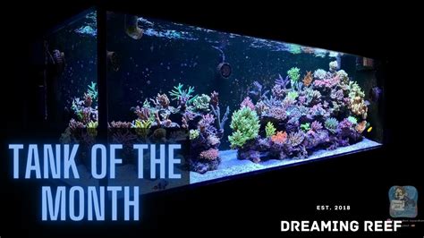 SPS Dominated Tank By ReefSG Tank Of The Month Sept YouTube