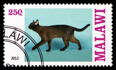 Postage Stamp Printed In Malawi Shows Burmese Cats Serie Circa 2013