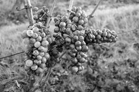 Les Caves De La Loire Destination Anjou Vignoble Et Villages