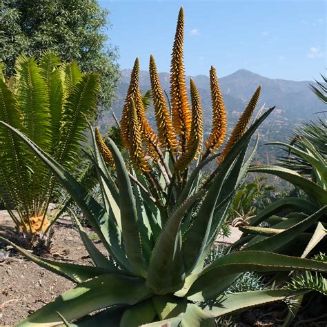 is aloes good for your face 4