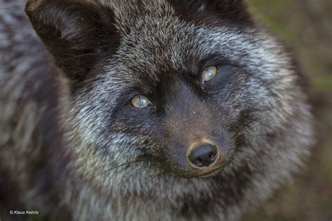 Silberfuchs - 21041801 | Thanks for over 9 million visits Pl… | Flickr