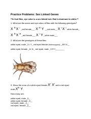 Sex Linked Genetic Problems 1 Docx Practice Problems Sex Linked Genes In Fruit Flies Eye