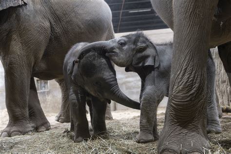 Columbus Zoo| Baby Elephant Updates