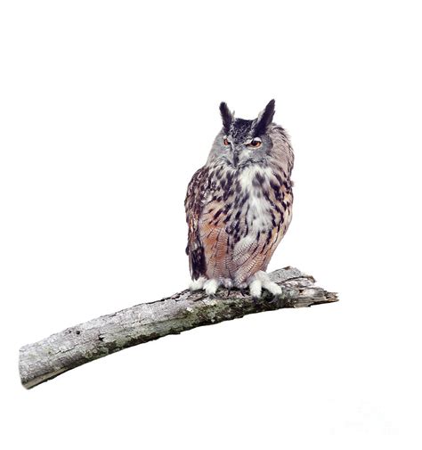 Great Horned Owl Perched On A Branch Photograph By Svetlana Foote Fine Art America