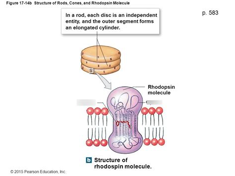 Structure of Rhodopsin Diagram | Quizlet