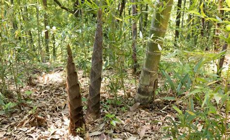 Phyllostachys Edulis Aka Moso The King Of Bamboo Bambu Batu