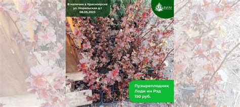 Пузыреплодник Леди ин Рэд/ саженцы пузыреплодника купить в Красноярске ...