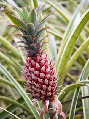 Pineapple Grow Guide