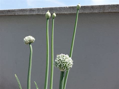 Огород на балконе, май | Бергенский заяц