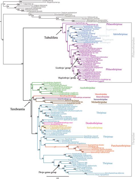 Tree From The Maximum Likelihood Analysis Raxml With Bootstrap Values