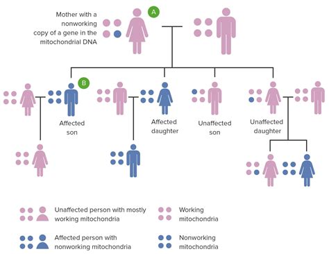 Hereditariedade Mitocondrial Concise Medical Knowledge