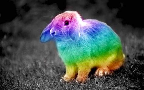 Rainbow Bunny Animals Beautiful Bunny Animals