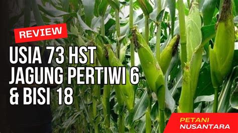 USIA 73 HST JAGUNG PERTIWI 6 BISI 18 Jagung Pertanian