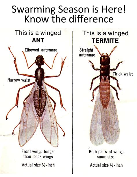 Swarming Termites