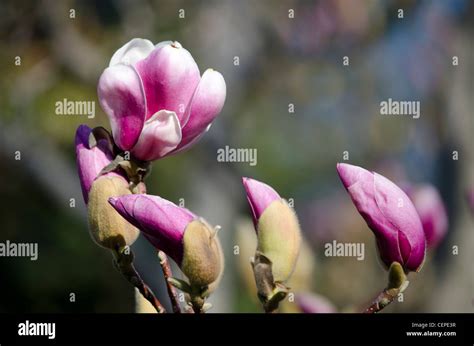 saucer magnolia blooms stock photo alamy