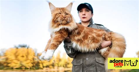 Maior Raça De Gato Domestico