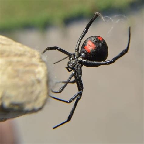 Latrodectus Mactans Southern Black Widow Usa Spiders