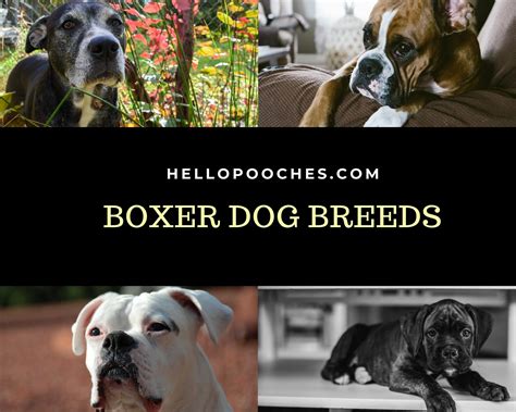 7 Types of Boxer Dog Breeds | Boxer dog breed, Dog breeds, Boxer dogs
