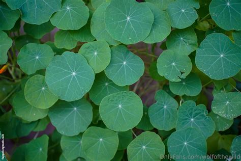 Wolfofthewild Wolfofthewildd Nude OnlyFans Leaks Fappening