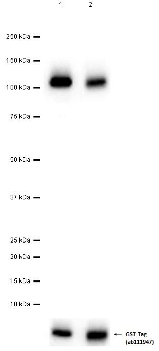 Anti Pdgfr Alpha Pdgfr Beta Antibody Y Bsa And Azide Free