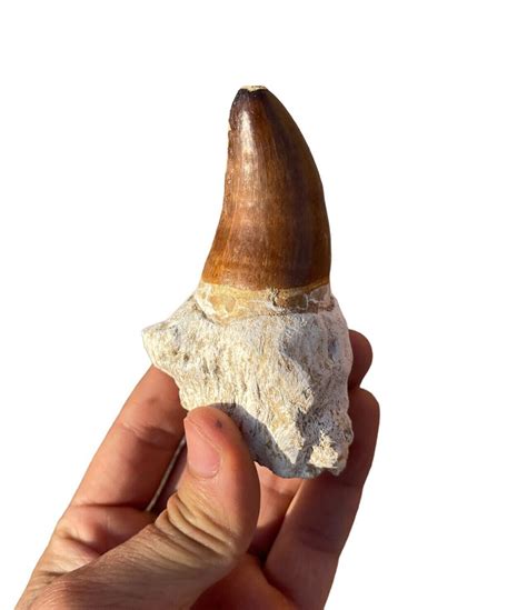 A Big Fossilized Mosasaurus Tooth From Morocco Etsy