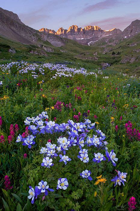 Colorado Sunrise American Peak With Wildflowers In The San Juan