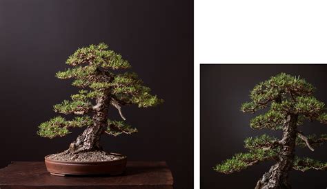 Pine Identification | Bonsai Mirai