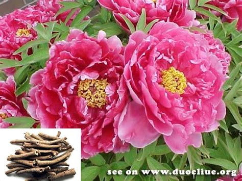 Moutan bark (Mudanpi)-Paeonia suffruticosa-Cortex Moutan