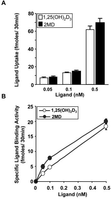 Specific Binding Of 1 25 OH 2 D 3 And 2MD To The VDR Is Similar In