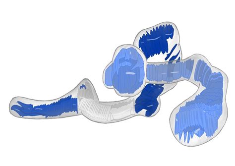 Imagine: explore mitochondria – EMBL ELLS