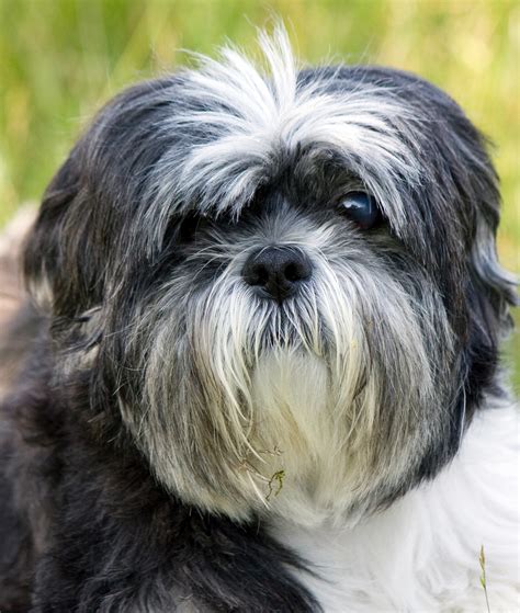 Dog Shih Tzu Free Stock Photo Public Domain Pictures