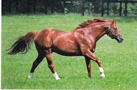 Secretariat Triple Crown Horse | Horses, Thoroughbred horse, Beautiful ...