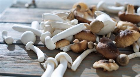 Exotic Mushrooms On The Menu: Discover Their Culinary And Medicinal ...