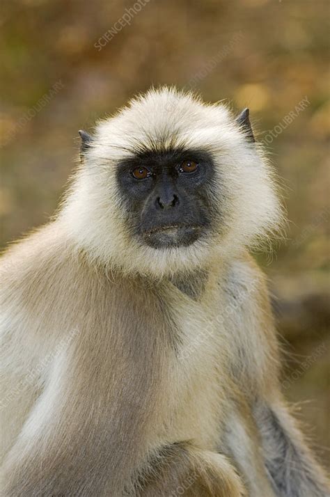 Langur Monkey Stock Image Z Science Photo Library