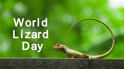 Festivals And Events News Facts About Lizards To Learn This World