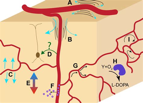 Neurovascular Coupling Motive Unknown Abstract Europe Pmc