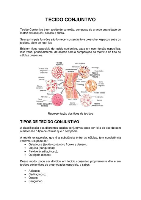 Resumo Sobre Tecido Conjuntivo Resumos Histologia Verloop Io