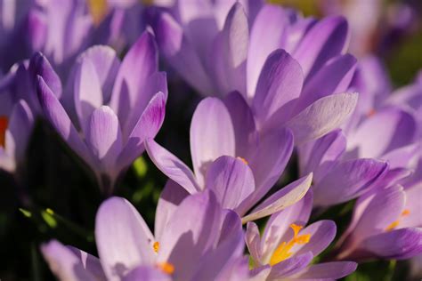 Grow Your Garden Photos, Download The BEST Free Grow Your Garden Stock ...