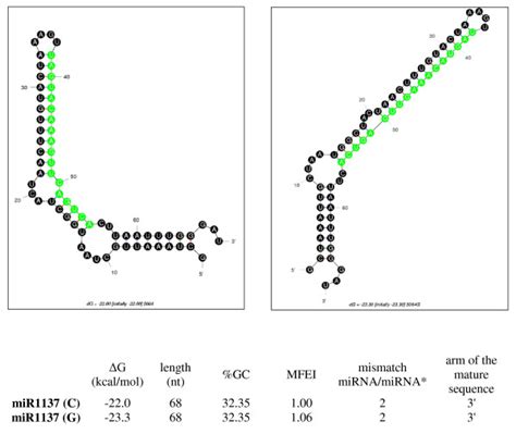 Predicted Secondary Structures Of The Two Variants Of The Mir1137