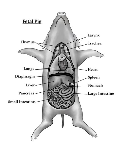 Fetal Pig Dissection Labeled Diagram Structures Fetal Pig Di 