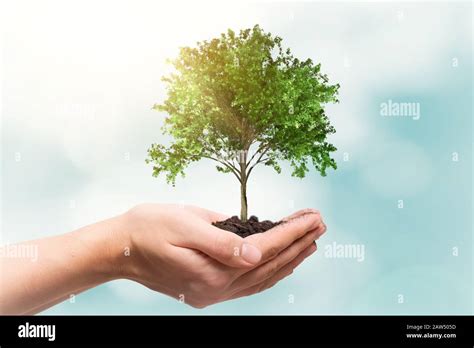 Human Hand Holding Tree Against Blurred Natural Background Save Nature