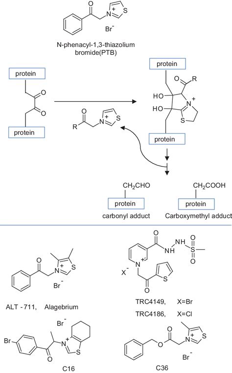 Structure Of AGEs Breakers Lower Panel And Proposed Reaction