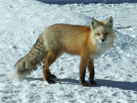 Creatures Of Arctic Animals Thriving In The Frigid Tundra Of Arctic Circle