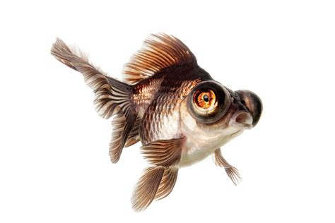 The epic history of goldfish—pet and pest | National Geographic